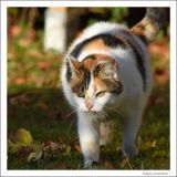 getphpbbimage.php?id=255416