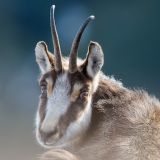 getphpbbimage.php?id=255437