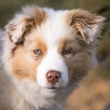 getphpbbimage.php?id=255902