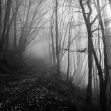 getphpbbimage.php?id=256010