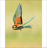 getphpbbimage.php?id=256324