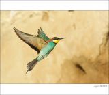 getphpbbimage.php?id=256325