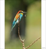 getphpbbimage.php?id=256326