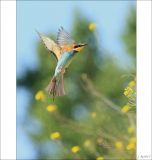 getphpbbimage.php?id=256328