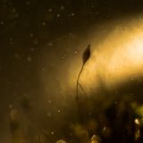 getphpbbimage.php?id=256453