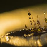 getphpbbimage.php?id=256547