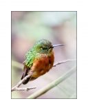 getphpbbimage.php?id=256572