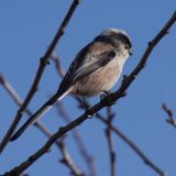 getphpbbimage.php?id=256573