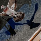 getphpbbimage.php?id=256575