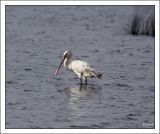 getphpbbimage.php?id=256749