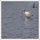 getphpbbimage.php?id=256754