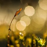 getphpbbimage.php?id=256795