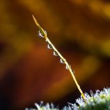 getphpbbimage.php?id=256796