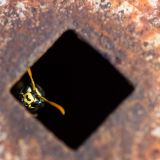 getphpbbimage.php?id=256899