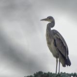 getphpbbimage.php?id=256989