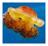 getphpbbimage.php?id=257195