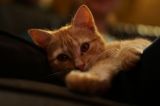 getphpbbimage.php?id=257676