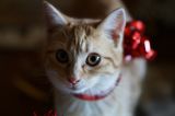 getphpbbimage.php?id=257677