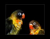getphpbbimage.php?id=258036