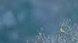 getphpbbimage.php?id=259594
