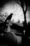 getphpbbimage.php?id=260079