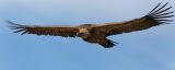 getphpbbimage.php?id=260244