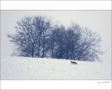 getphpbbimage.php?id=262040