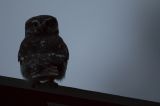 getphpbbimage.php?id=262683