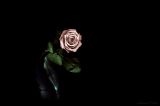 getphpbbimage.php?id=263465