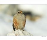 getphpbbimage.php?id=267981