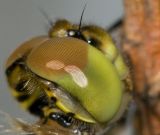 getphpbbimage.php?id=3010