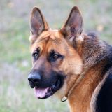 getphpbbimage.php?id=5082